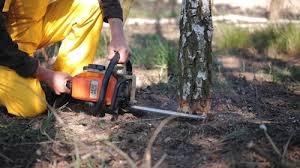 Best Storm Damage Tree Cleanup  in Wallace, ID