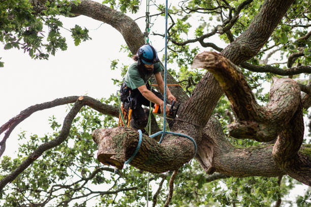 Best Commercial Tree Services  in Wallace, ID